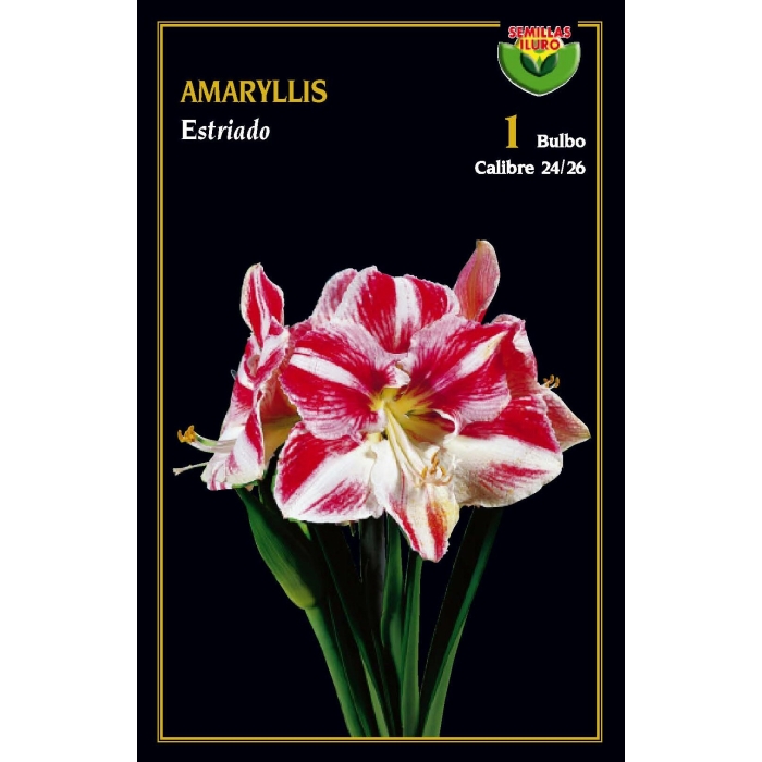 AMARYLLIS ESTRIADO