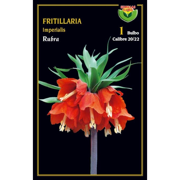 FRITILLARIA RUBRA