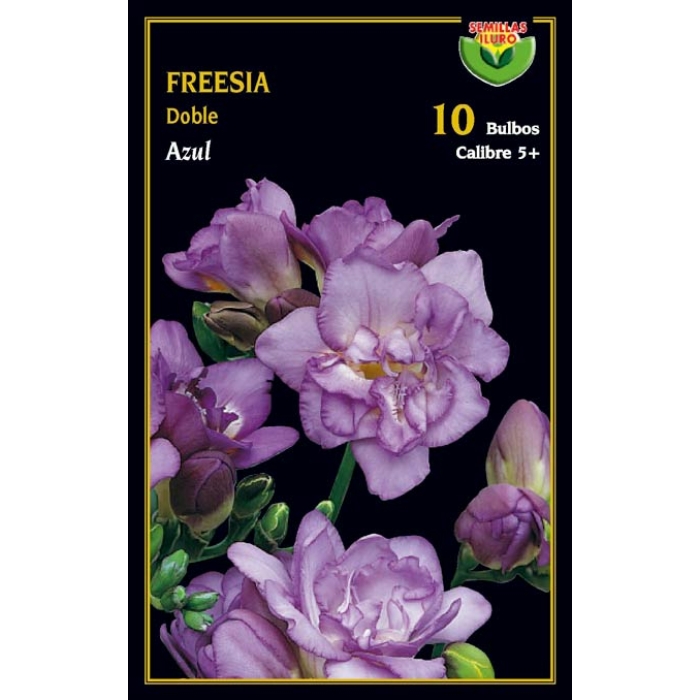 FREESIA DOBLE AZUL