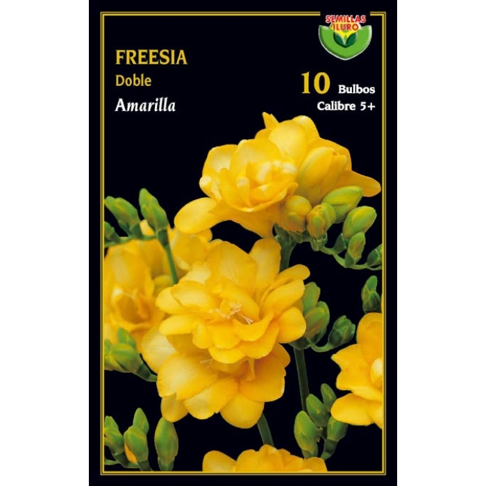 FREESIA DOBLE AMARILLA