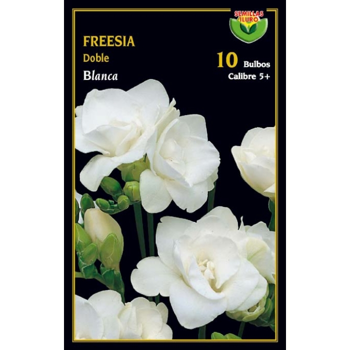 FREESIA DOBLE BLANCA