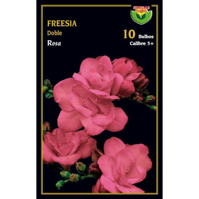 FREESIA DOBLE ROSA
