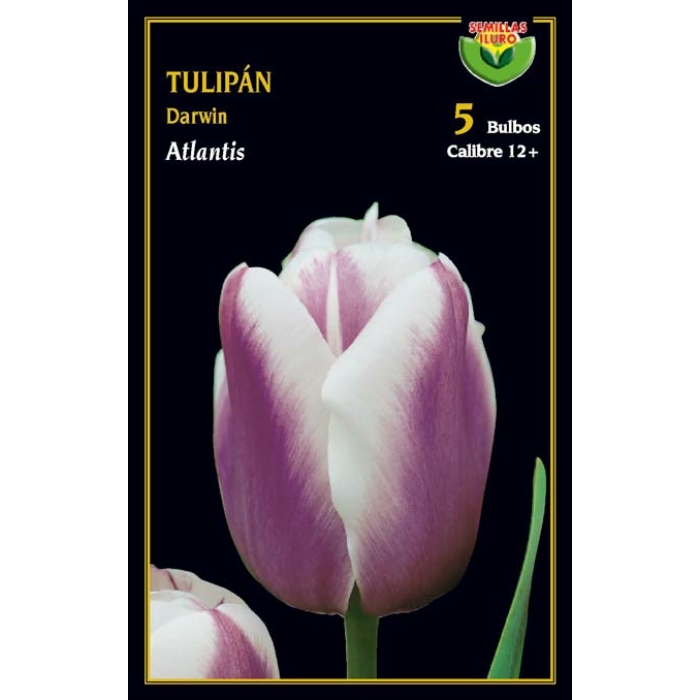 TULIPÁN ATLANTIS