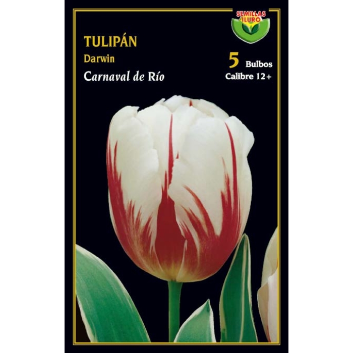 TULIPÁN CARNAVAL DE RÍO