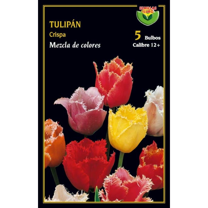 TULIPÁN CRISPA MEZCLA