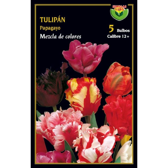 TULIPÁN PAPAGAYO MEZCLA