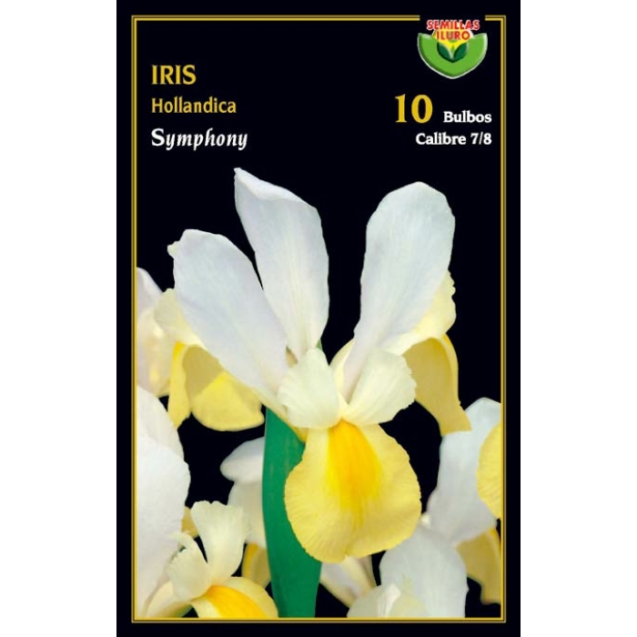 IRIS HOLLANDICA SYMPHONIE