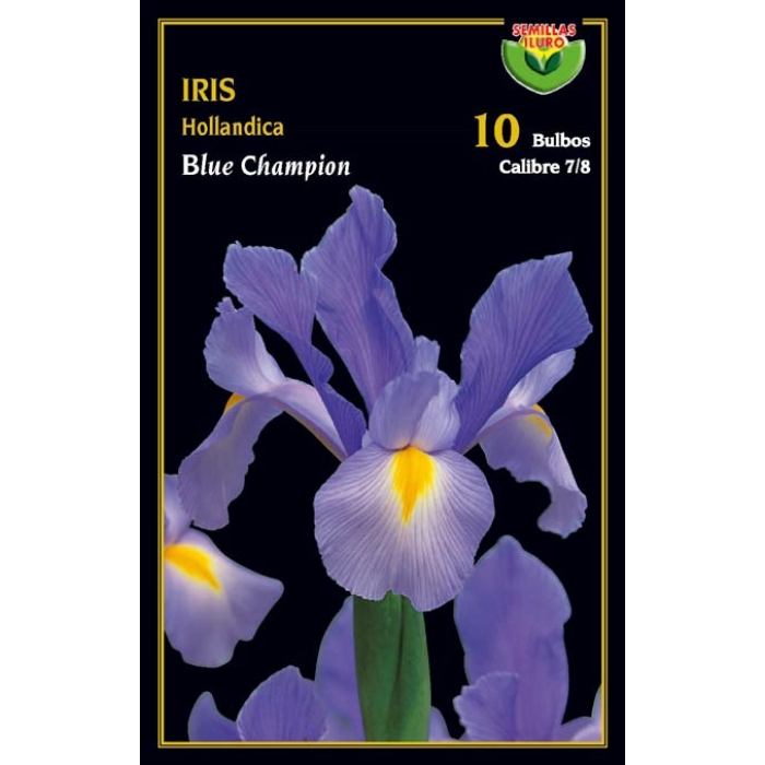 IRIS HOLLANDICA BLUE CHAMPION