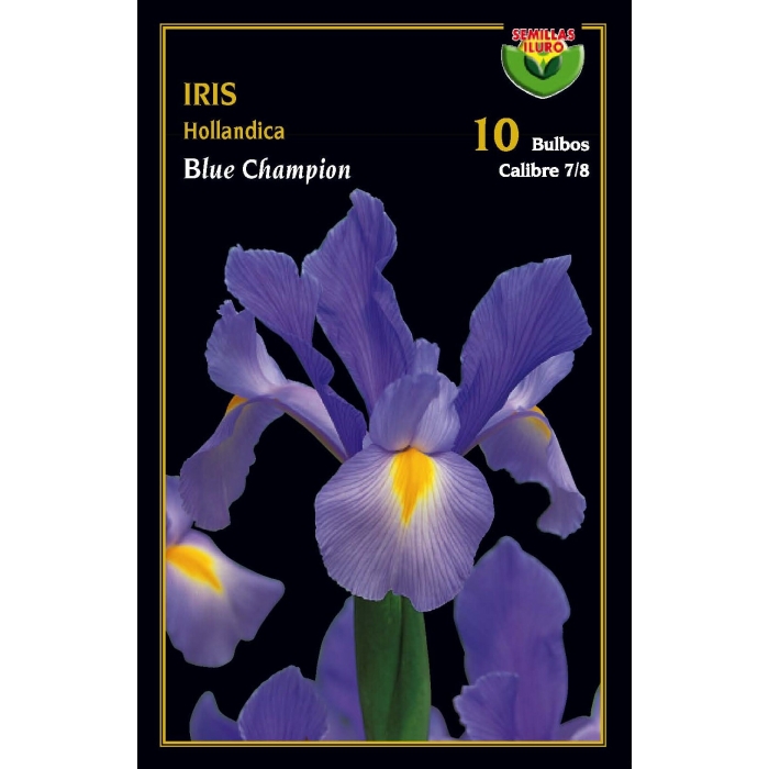 IRIS HOLLANDICA BLUE CHAMPION