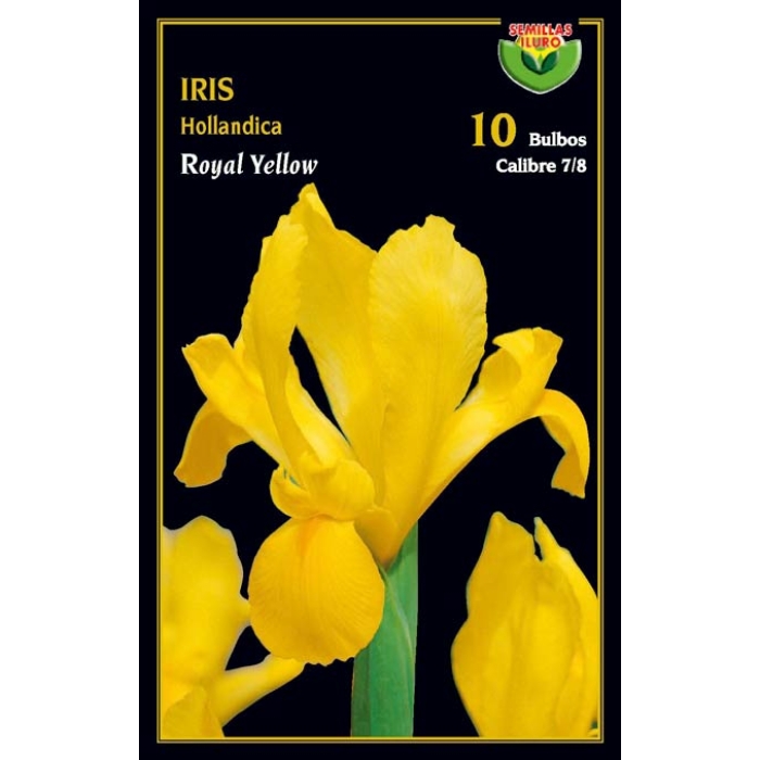 IRIS HOLLANDICA ROYAL YELLOW