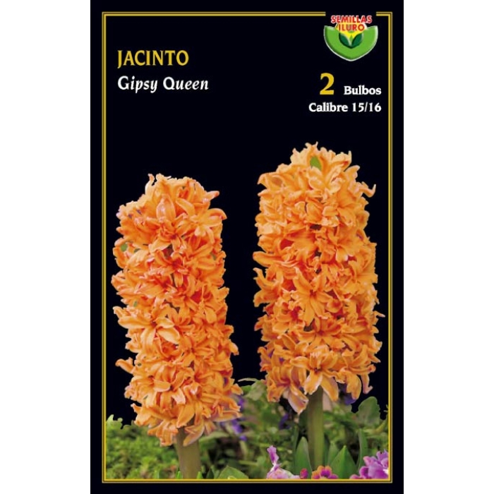 JACINTO GIPSY QUEEN