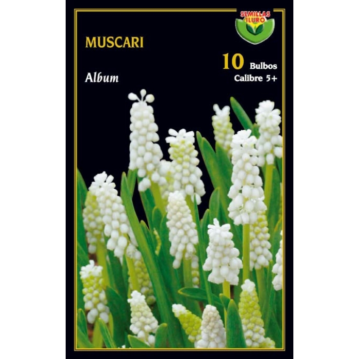 MUSCARI ALBUM