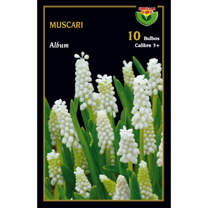 MUSCARI ALBUM