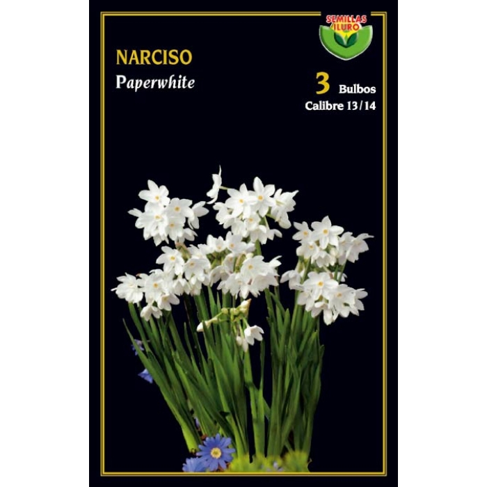 NARCISO PAPER-WHITE