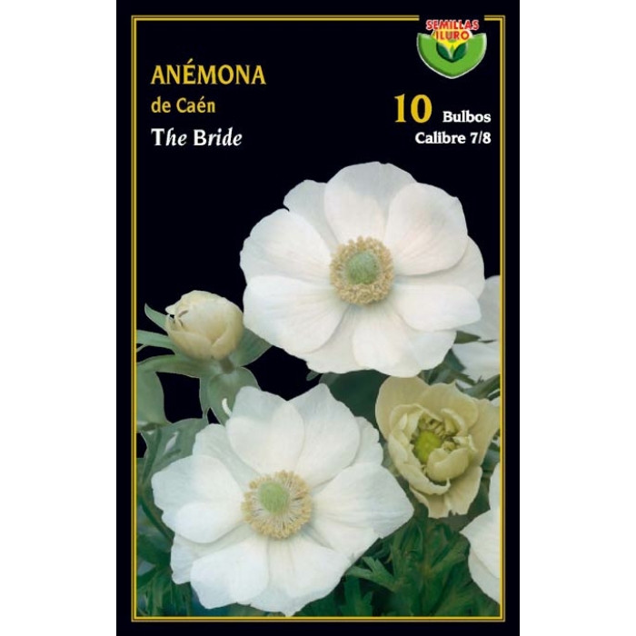 ANÉMONA DE CAEN THE BRIDE