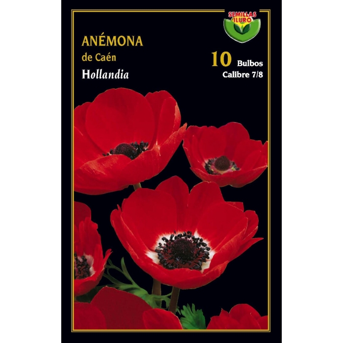 ANÉMONA DE CAEN HOLLANDIA