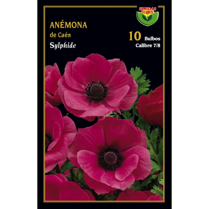 ANÉMONA DE CAEN SYLPHIDE