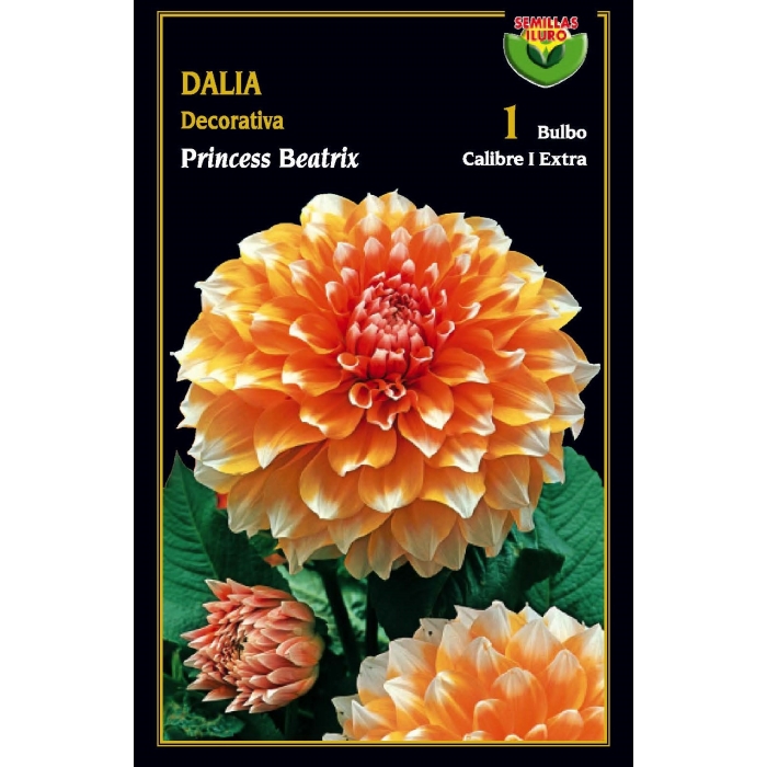DALIA DECORATIVA PRINCESS BEATRIX