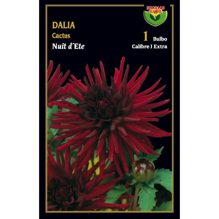 DALIA CACTUS NUIT D'ETE