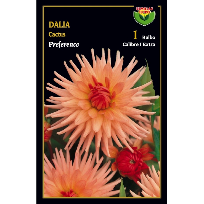 DALIA CACTUS PREFERENCE