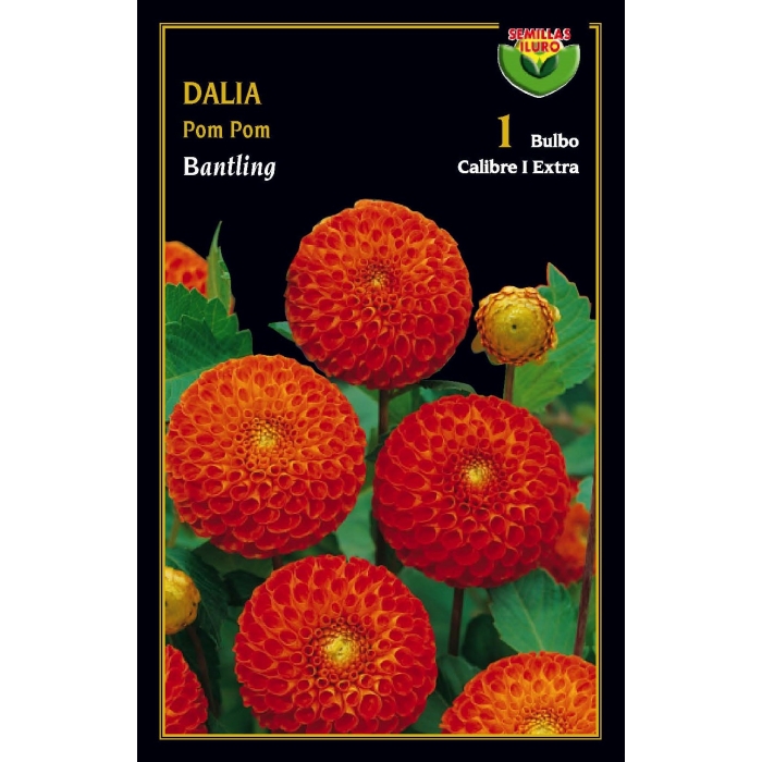 DALIA POM POM BANTLING
