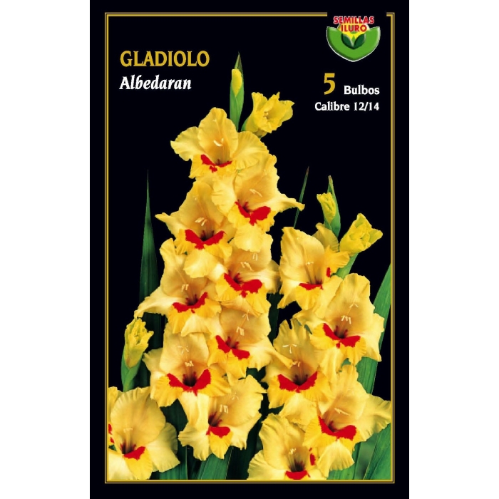 GLADIOLO ALBEDARAN