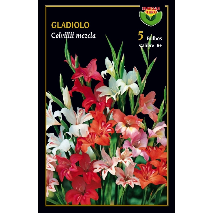 GLADIOLO COLVILLII MEZCLA