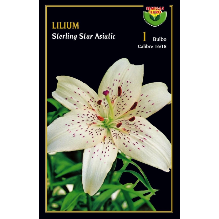 LILIUM STERLING STAR