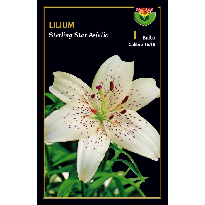 LILIUM STERLING STAR