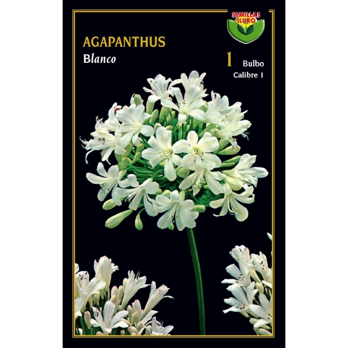 AGAPANTHUS BLANCO
