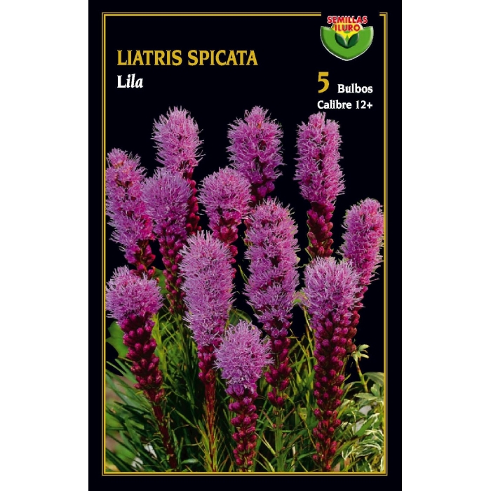 LIATRIS VIOLETA