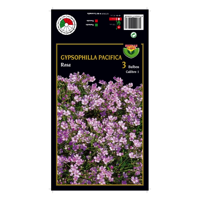 GIPSOPHILLA PACIFICA ROSA