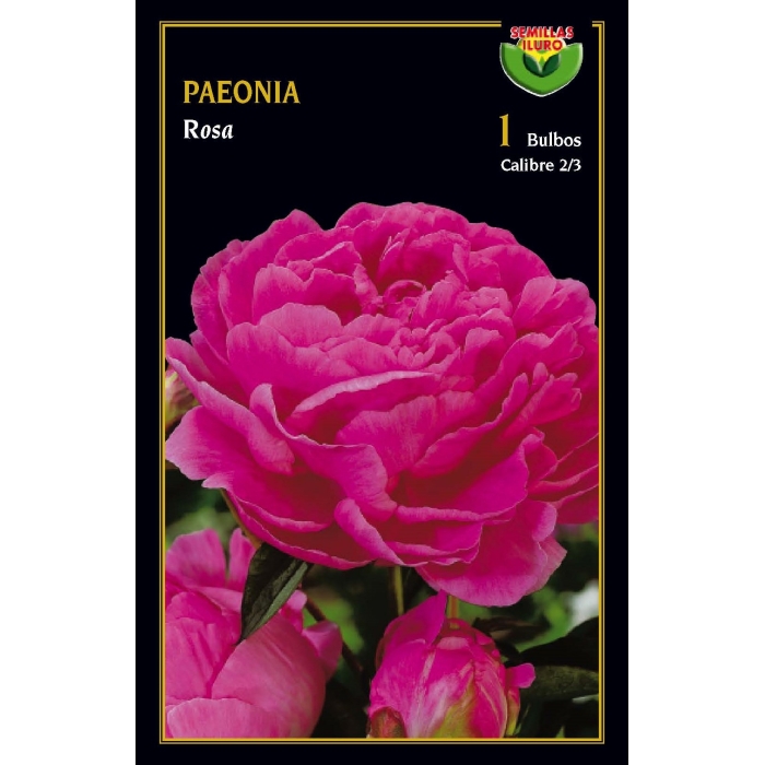 PEONIA ROSA