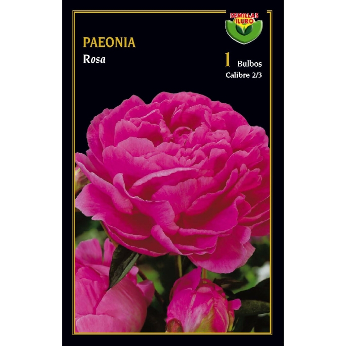 PEONIA ROSA