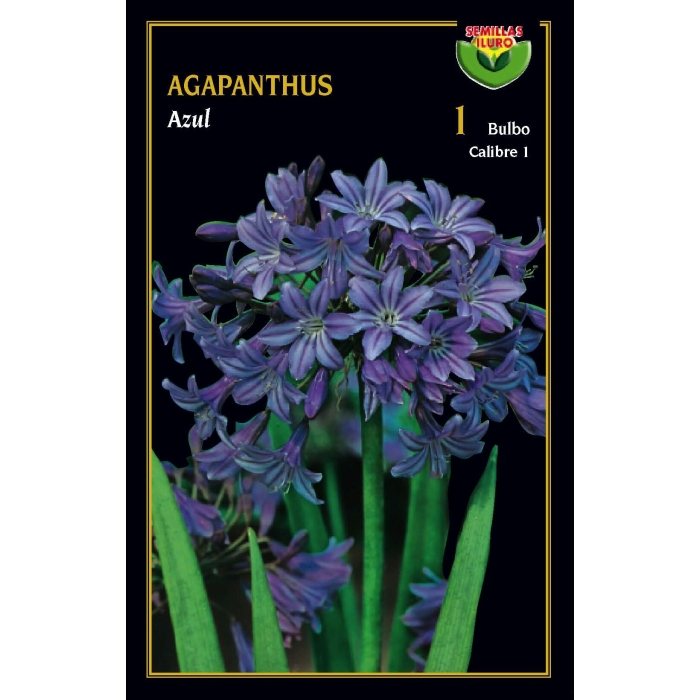 AGAPANTHUS AZUL