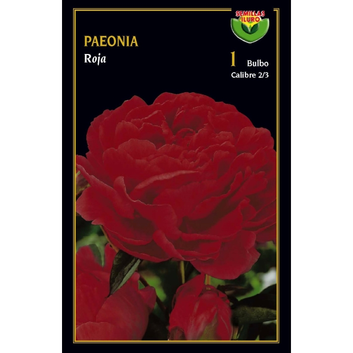 PEONIA ROJA
