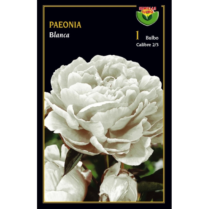 PEONIA BLANCA