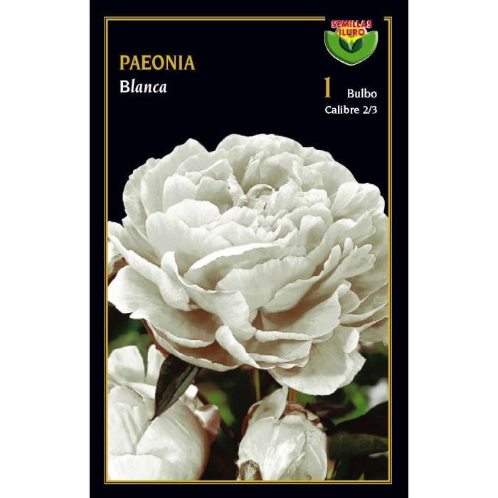 PEONIA BLANCA