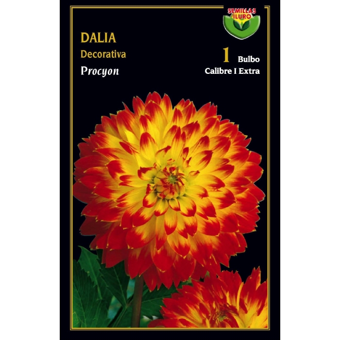 DALIA DECORATIVA PROCYON