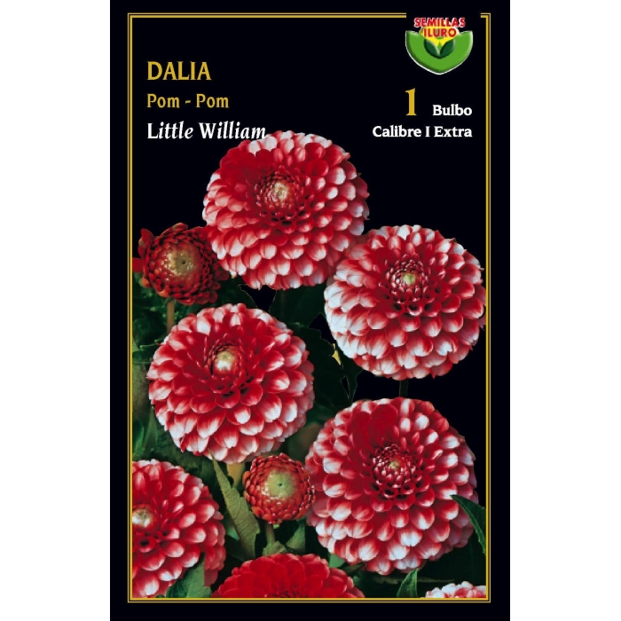 DALIA POM POM LITTLE WILLIAM