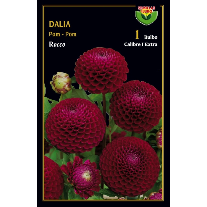 DALIA POM POM ROCCO