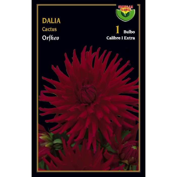 DALIA CACTUS ORPHEO