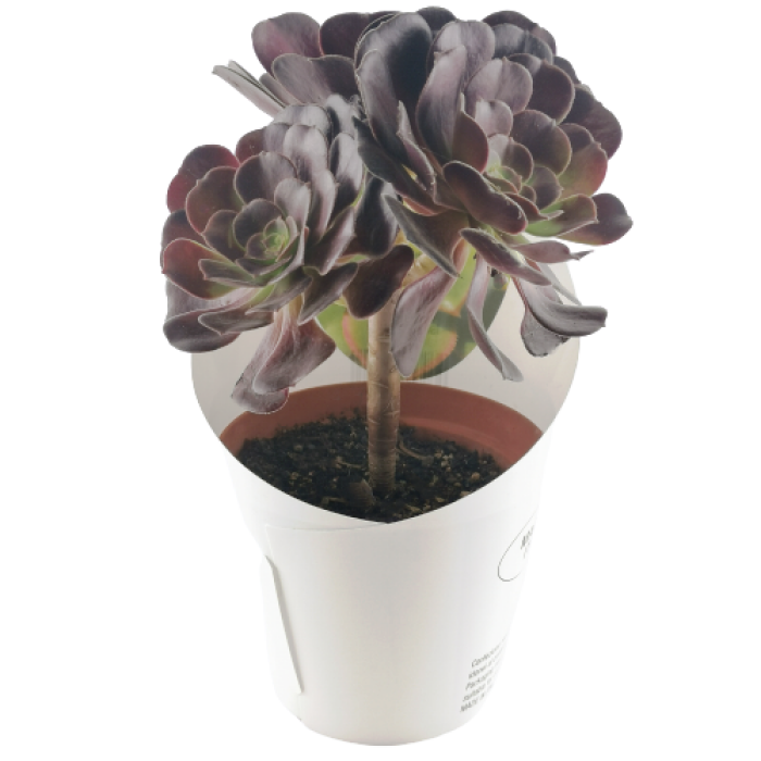 AEONIUM ARBOREUM