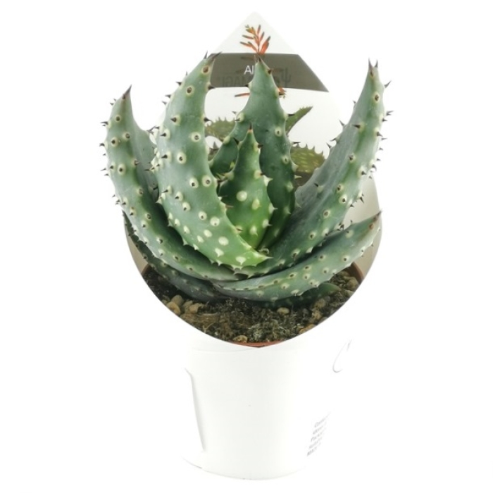 ALOE ACULEATA