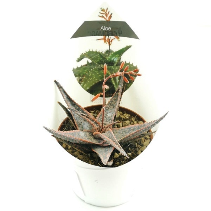 ALOE CHRISTMAS CAROL
