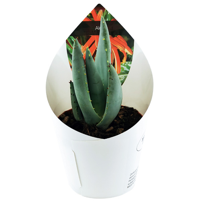 ALOE PEGLERAE