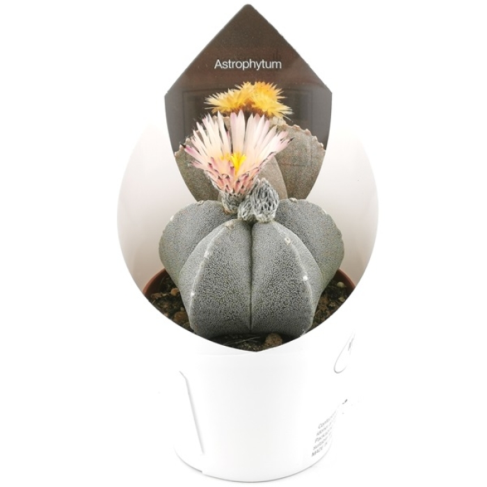 ASTROPHYTUM MYRIOSTIGMA