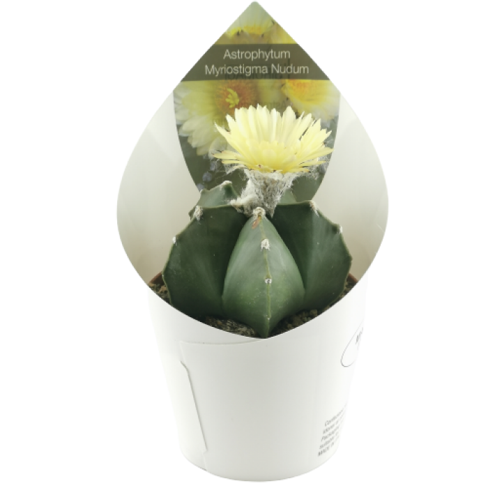 ASTROPHYTUM MYRIOSTIGMA NUDUM