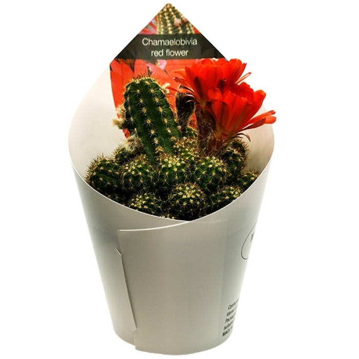 CHAMAELOBIVIA ROJO