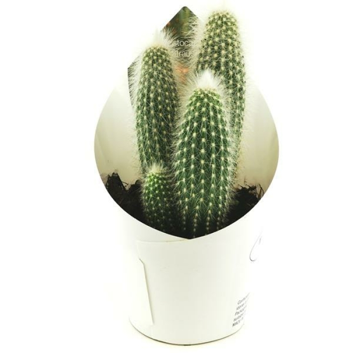 CLEISTOCACTUS STRAUSII